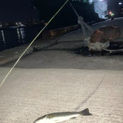 良型のアジかと思いました！