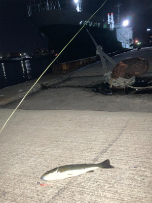 良型のアジかと思いました！