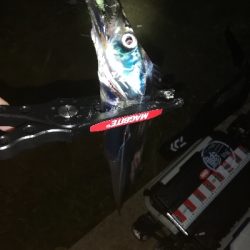 湾奥太刀魚調査