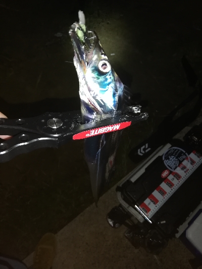 湾奥太刀魚調査