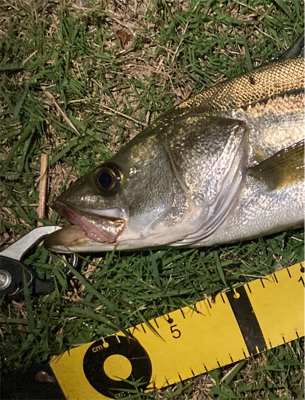 スミス（サラナ80f）でシーバス