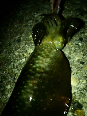 とりあえず1杯^^;