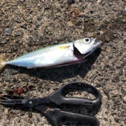 久しぶりにホームへ