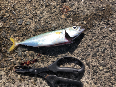 久しぶりにホームへ