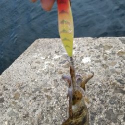 佐野一文字新子調査‼️