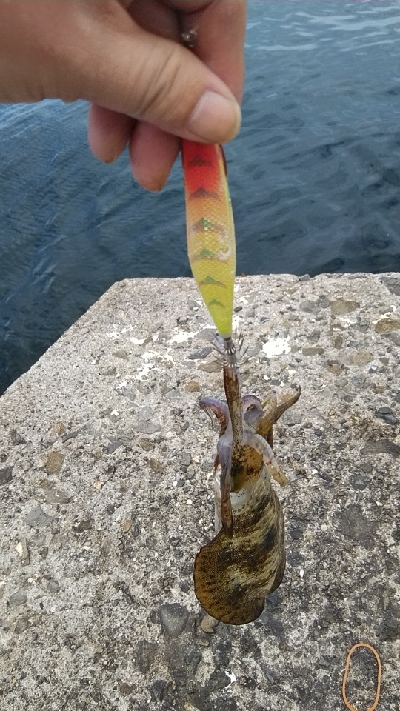 佐野一文字新子調査‼️