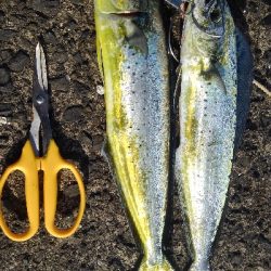 へたれでした(>_<)