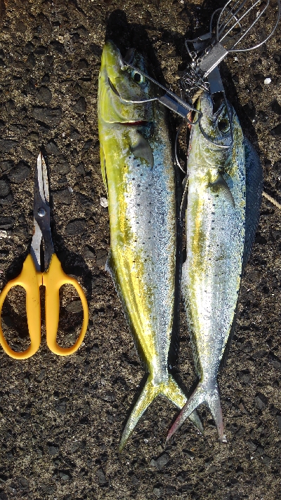 へたれでした(>_<)