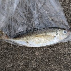 久しぶりにアジが入ってきました