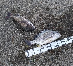 9/13釣果キビレ52センチ年無し!アナゴ!尺イサギ!色々釣れました!