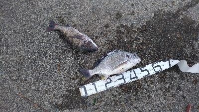 9/13釣果キビレ52センチ年無し!アナゴ!尺イサギ!色々釣れました!