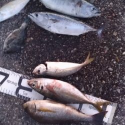 9/27釣果全身トロのカツオ釣れました!