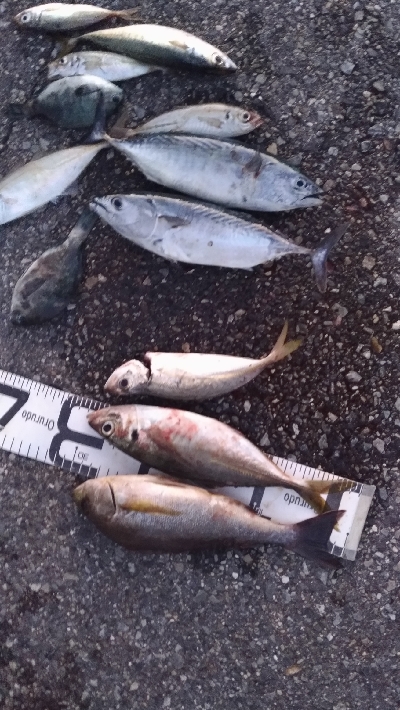 9/27釣果全身トロのカツオ釣れました!