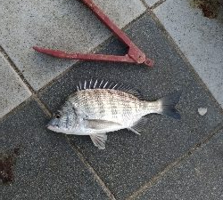 9/29釣果チヌとアイゴ