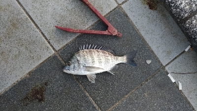 9/29釣果チヌとアイゴ