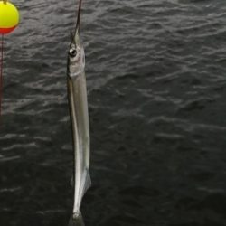 エギングロッドで小物釣り
