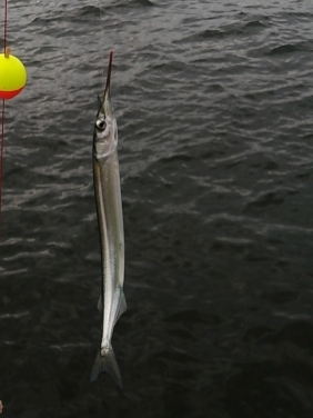 エギングロッドで小物釣り