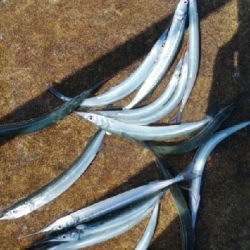 2週連続 サヨリちゃん