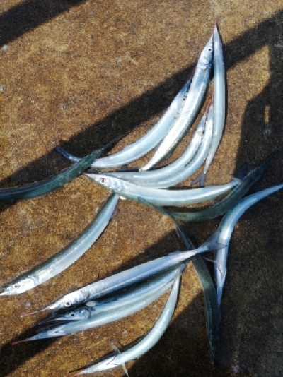 2週連続 サヨリちゃん