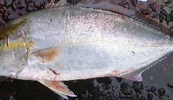 アメニモマケズネイゴトップ祭り