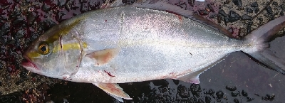 アメニモマケズネイゴトップ祭り