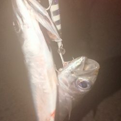 タチ調査〜サバ祭り