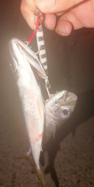 タチ調査〜サバ祭り