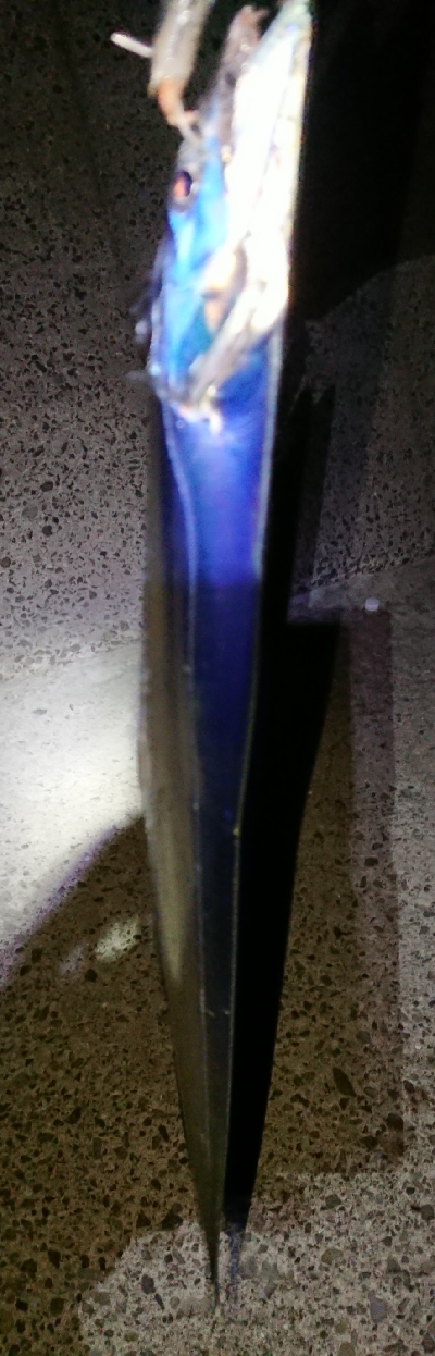 わらしべタチウオ