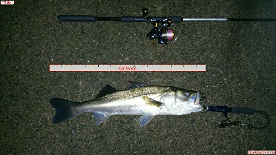 シンペン丸呑み