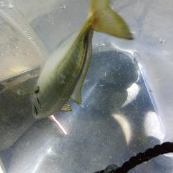 フロートアジング