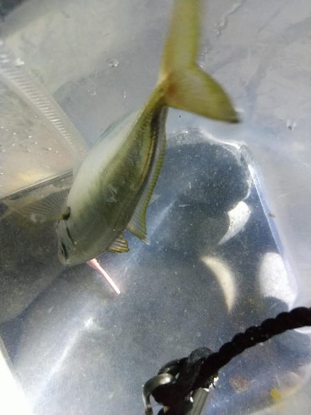 フロートアジング