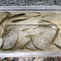 近所の水路で入れ食いを楽しむ(6)