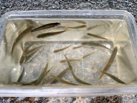 近所の水路で入れ食いを楽しむ(6)