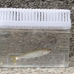 近所の水路で入れ食いを楽しむ(7)