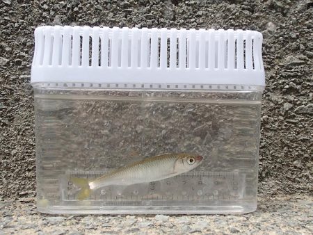 近所の水路で入れ食いを楽しむ(7)