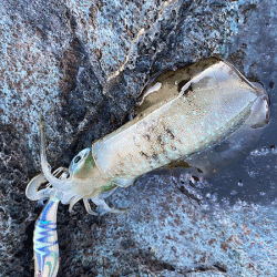 日本海エギング(2020-2)