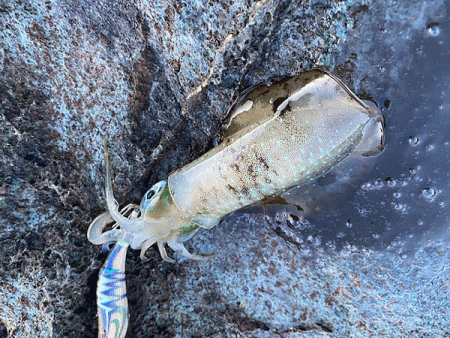 日本海エギング(2020-2)