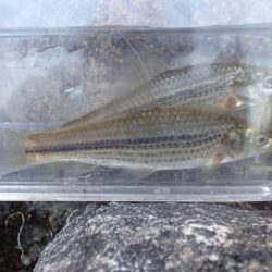 よく肥えたモロコ