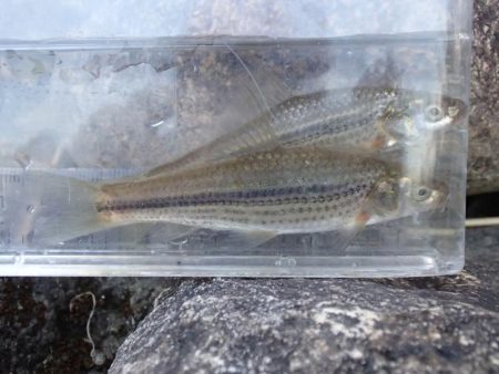 よく肥えたモロコ