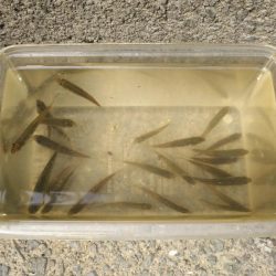 近所の水路で入れ食いを楽しむ(8)＋α