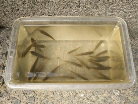 近所の水路で入れ食いを楽しむ(8)＋α