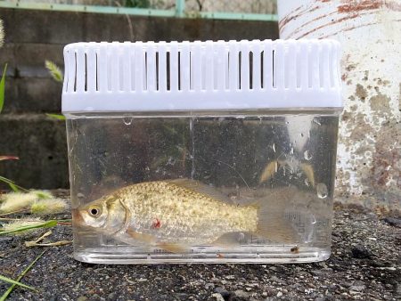 五目達成 ～小物釣り～