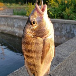 クロダイ釣果