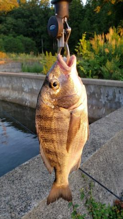 クロダイ釣果