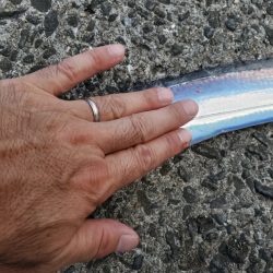 昼間の暑い中でも