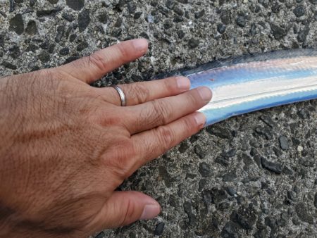 昼間の暑い中でも