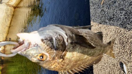 クロダイ釣果Ⅱ