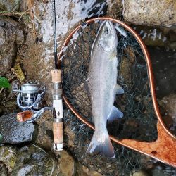 細身ですが尺ヤマメ‼️