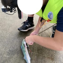 朝マズメ・サゴシ