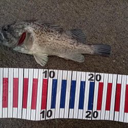 サケ釣り不発、かわりにソイ